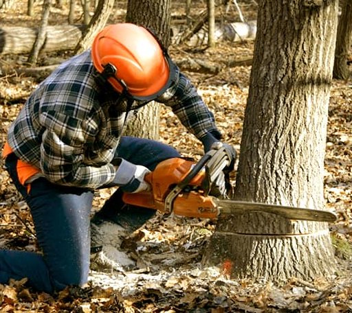 Tree Removal in Pilgrims Knob, VA